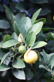            Sun leaves (Mexican, Riverside, CA)   
