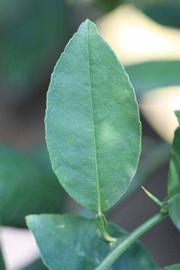            Unifoliolate leaf (Mexican, Riverside, CA)   