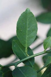            Unifoliolate leaf (Mexican, Riverside, CA)   