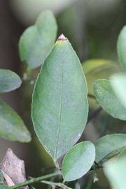            Unifoliolate leaf (Mexican, Riverside, CA)   
