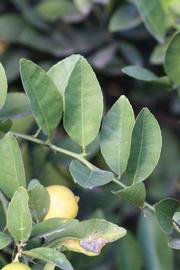            Sun leaves (Mexican, Riverside, CA)   