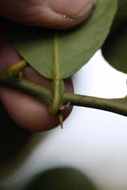            Petiole (Mexican, Riverside, CA)   