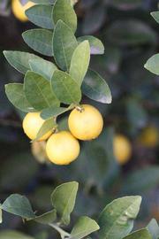            Sun leaves (Mexican, Riverside, CA)   