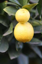            Fruit (Mexican, Riverside, CA)   