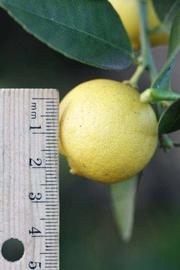            Fruit (Mexican, Riverside, CA)   