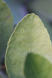            Margin (Mexican, Riverside, CA)   