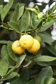            Fruit (Mexican, Riverside, CA)   