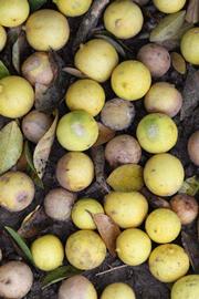            Fruit (Mexican, Riverside, CA)   