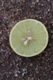            Fruit cross-section (Mexican, Riverside, CA)   