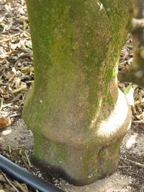              Bark (Winter Haven, FL)       