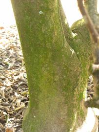              Bark (Winter Haven, FL)       