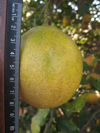               Fruit of  Citrus meyeri         (Meyer, Winter Haven, FL)       
