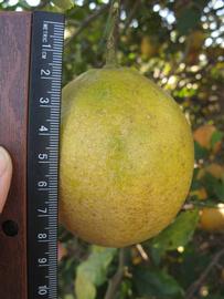              Fruit (Winter Haven, FL)       