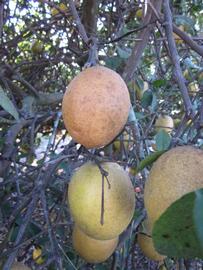              Fruit (Winter Haven, FL)       