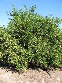              Habit (Winter Haven, FL)       