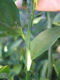            First year twig (Winter Haven, FL)   