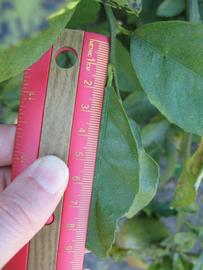              Unifoliolate leaf (Winter Haven, FL)       