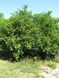            Habit (Winter Haven, FL)   