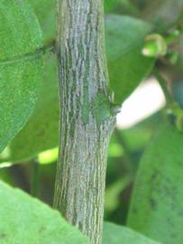              Second - third year twig (Winter Haven, FL)       