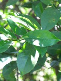              Shade leaves (Winter Haven, FL)       