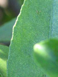              Margin (Winter Haven, FL)       