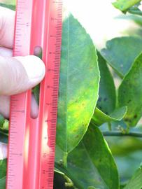              Unifoliolate leaf (Winter Haven, FL)       