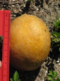            Fruit (Winter Haven, FL)   