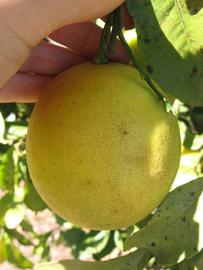              Fruit (Winter Haven, FL)       