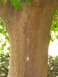              Bark (Winter Haven, FL)       