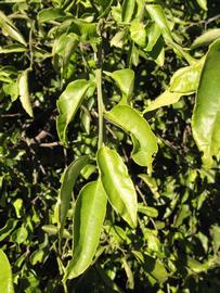            Sun leaves (Winter Haven, FL)   