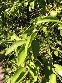            Sun leaves (Winter Haven, FL)   