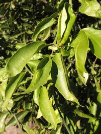            Sun leaves (Winter Haven, FL)   