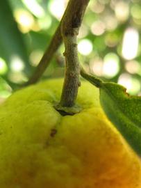              Fruit (Winter Haven, FL)       