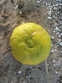              Fruit (Winter Haven, FL)       