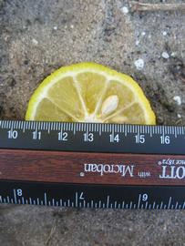              Fruit cross-section (Winter Haven, FL)       