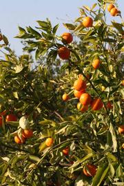            Sun leaves (Riverside, CA)   