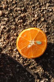              Fruit cross-section (Riverside, CA)       