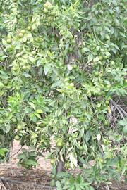            Habit (Riverside, CA)   