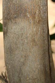            Bark (Riverside, CA)   