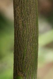              Second - third year twig (Riverside, CA)       