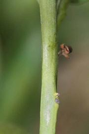            First year twig (Riverside, CA)   