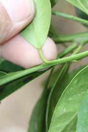              Petiole (Riverside, CA)       