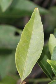              Margin (Riverside, CA)       