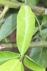              Unifoliolate leaf (Riverside, CA)       