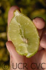              Fruit cross-section (© UCR CVC)       