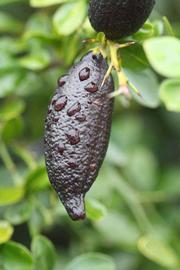              Fruit (Riverside, CA)       