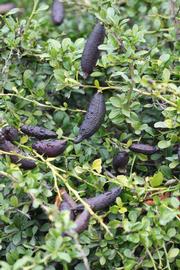              Fruit (Riverside, CA)       