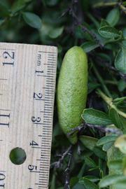            Fruit (Riverside, CA)   