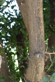              Bark (Riverside, CA)       