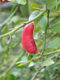              Fruit (Riverside, CA)       